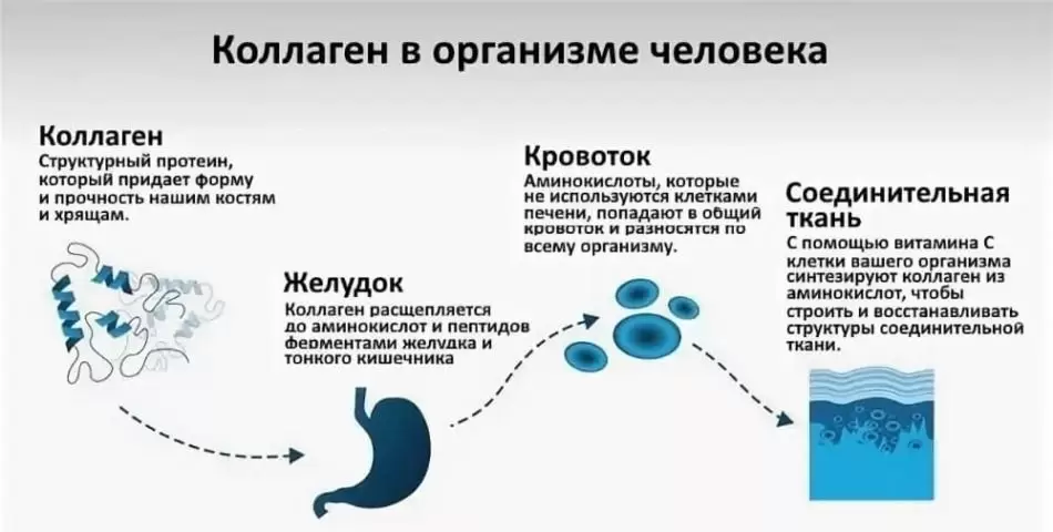 какой коллаген самый лучший какой коллаген самый лучший