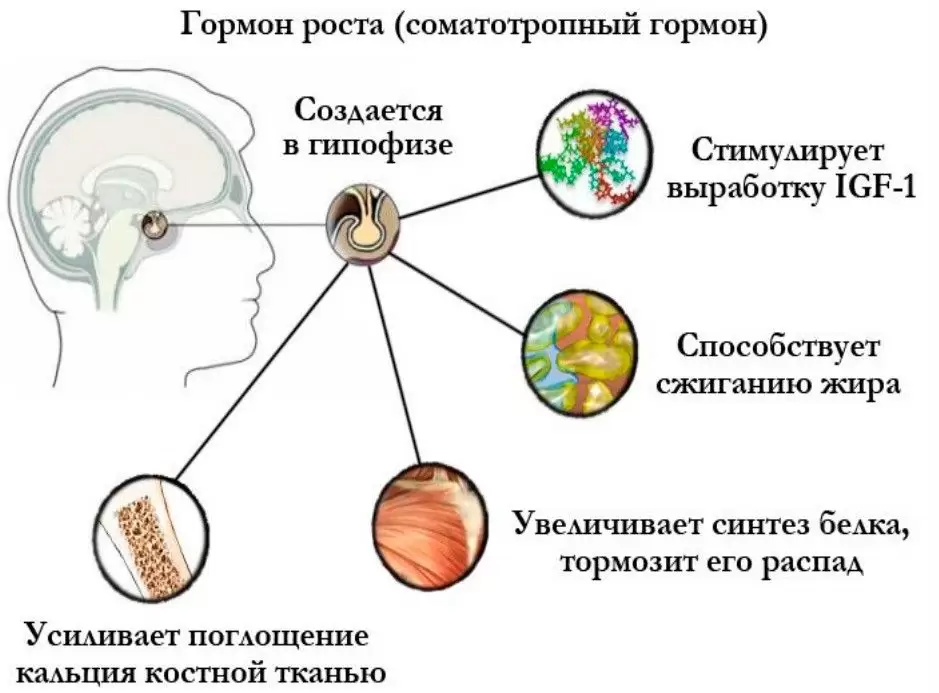 Как повысить уровень соматропина (гормона роста) естественным путем Как повысить уровень соматропина (гормона роста) естественным путем