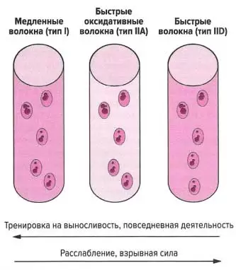 Типы и виды мышц Типы и виды мышц