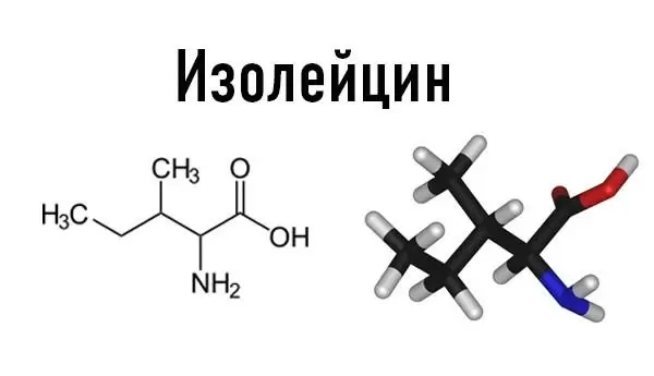 Изолейцин: польза аминокислоты Изолейцин: польза аминокислоты