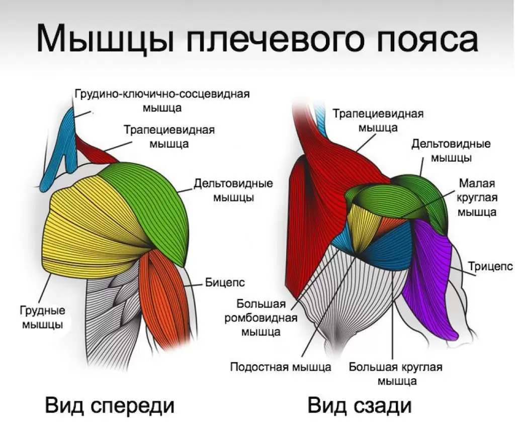 Как быстро накачать плечи в домашних условиях Как быстро накачать плечи в домашних условиях