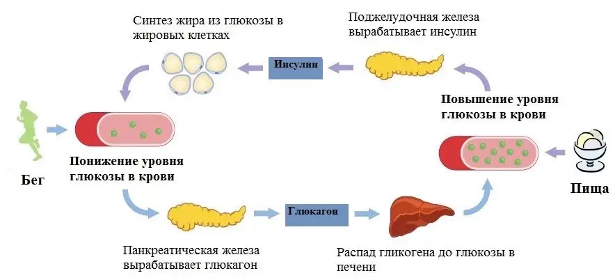 Белково-углеводное окно после тренировки Белково-углеводное окно после тренировки