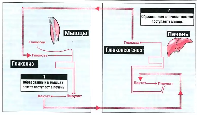 Молочная кислота в мышцах после тренировки Молочная кислота в мышцах после тренировки