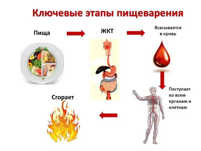 Запивать еду водой Запивать еду водой