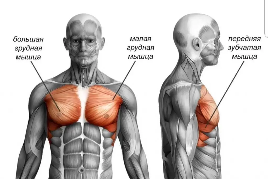 Как правильно отжиматься, чтобы накачать грудные мышцы Как правильно отжиматься, чтобы накачать грудные мышцы