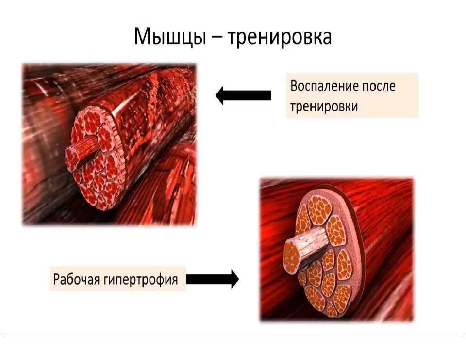 Как растут мышцы после тренировки Как растут мышцы после тренировки