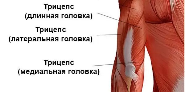 Тренировка трицепсов с гантелями для увеличения силы Тренировка трицепсов с гантелями для увеличения силы