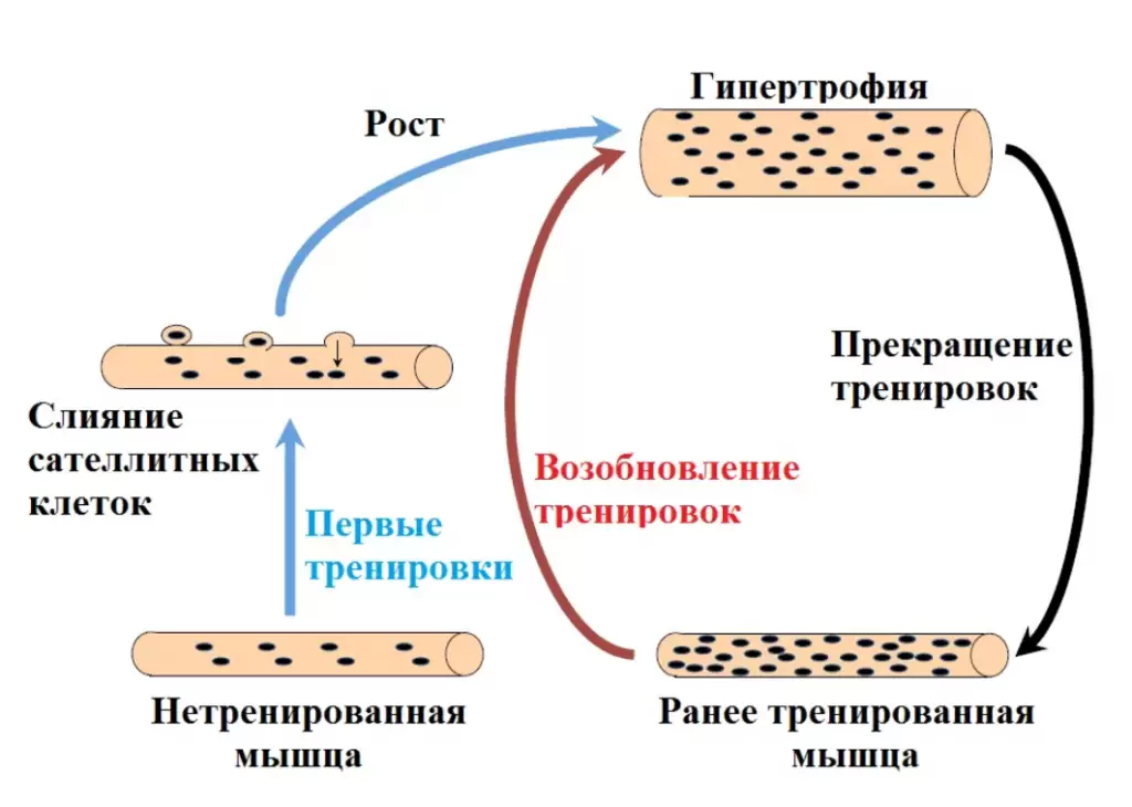 Как работает мышечная память Как работает мышечная память