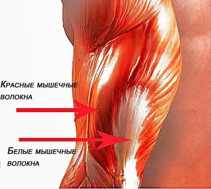 Красные и белые мышечные волокна Красные и белые мышечные волокна
