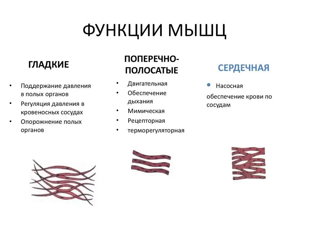 Как набрать мышечную массу после 30 Как набрать мышечную массу после 30