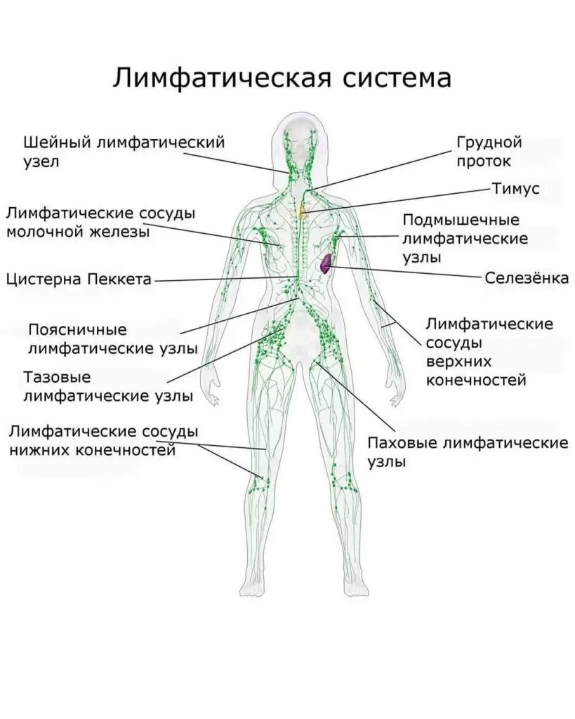 Застой лимфы в организме Застой лимфы в организме