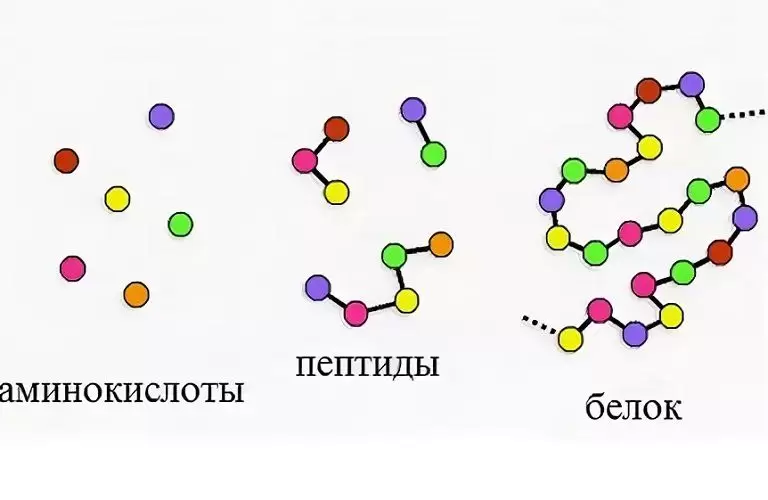 Как максимизировать переваривание и усвоение белка Как максимизировать переваривание и усвоение белка